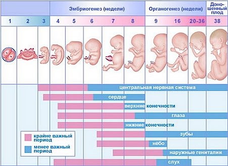 календарь беременности