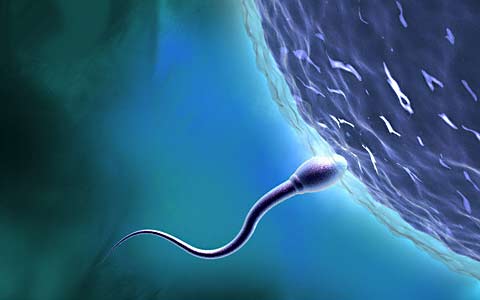 spermotazoid