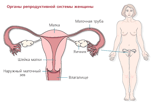репродуктивная система женщины