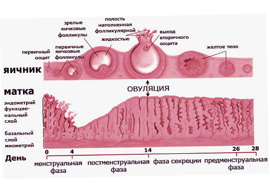 Схема кисты яичника